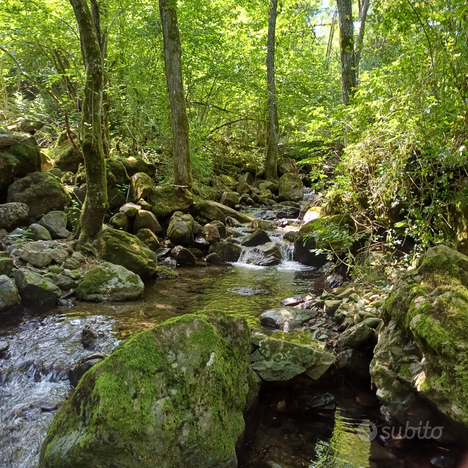 Due case in sasso immerse nel bosco