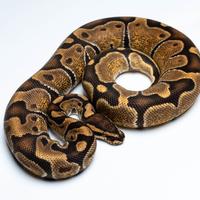 Pitone reale sub adulto Enchi het ultramel