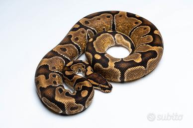 Pitone reale sub adulto Enchi het ultramel