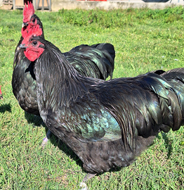 Gallo nero Australorp