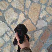 Barboncino mini toy nero maschio