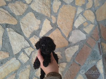 Barboncino mini toy nero maschio