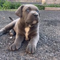 Cane corso