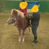 Pony da scuola 20 anni 1,15 mt al garrese