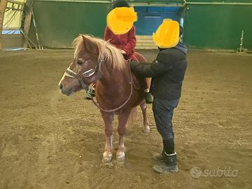 Pony da scuola 20 anni 1,15 mt al garrese