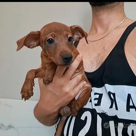 Pinscher