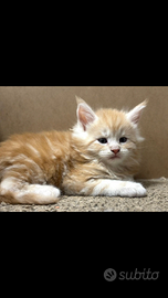 Cucciolo di maine coon