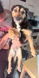 Adozione piccola taglia