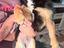 Immagine 1