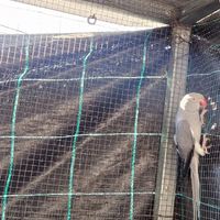 Parrocchetto dal collare