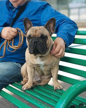 Cane bulldog francese