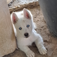 Cuccioli siberian husky