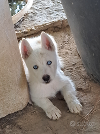 Cuccioli siberian husky