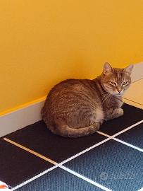 Gatti da appartamento