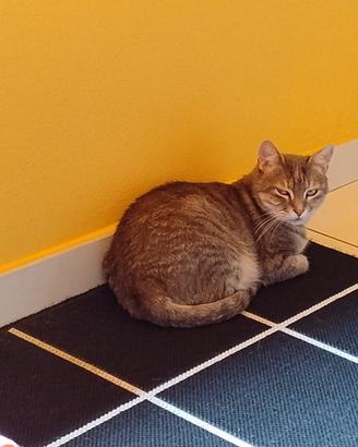 Gatti da appartamento
