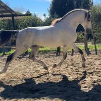 Cavallo spagnolo per monte