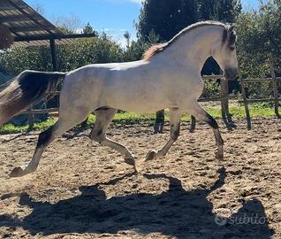 Cavallo spagnolo per monte