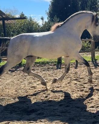 Cavallo spagnolo per monte