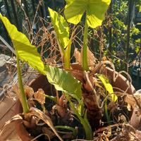 Piante grasse e vasi