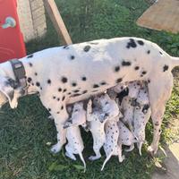 Cuccioli di dalmata