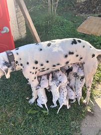 Cuccioli di dalmata