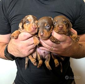 Cuccioli bassotto arlecchino/marrone con Pedigree