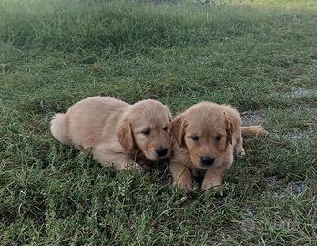 GOLDEN RETRIEVER con Pedigree ENCI