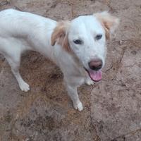 Cucciole Border Collie e Setter Inglese