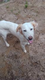 Cucciole Border Collie e Setter Inglese