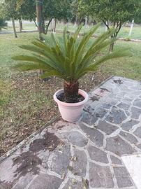 Pianta Cycas 