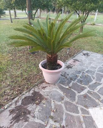 Pianta Cycas 