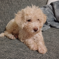 Lagotto romagnolo cucciolo