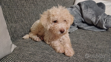 Lagotto romagnolo cucciolo