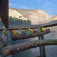 Inseparabili agapornis roseicollis