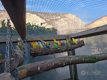 Inseparabili agapornis roseicollis