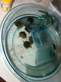 Tartarughe d'acqua
