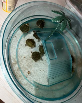 Tartarughe d'acqua
