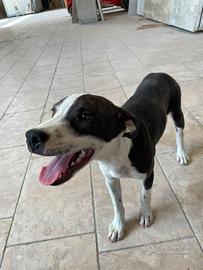 Cucciola meticcia amstaff/pitbull x segugio
