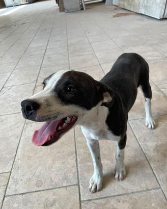 Cucciola meticcia amstaff/pitbull x segugio