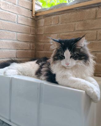 Maschio Maine coon