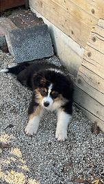 Cucciolo di Pastore Australiano