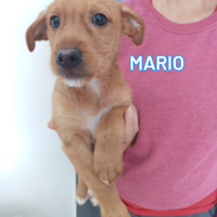 Cucciolo meticcio in adozione