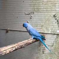 Voliere e pappagalli