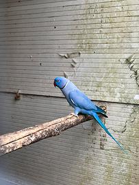 Voliere e pappagalli