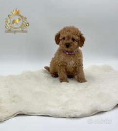 Strepitosa cucciola barboncino toy Red