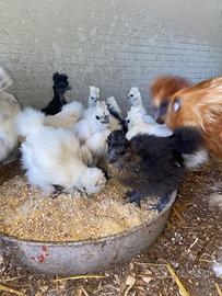 Galline pura razza moroseta