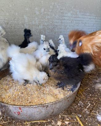 Galline pura razza moroseta