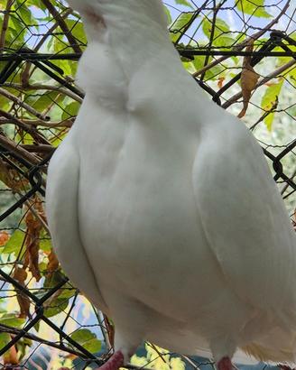 Colombi cravattati