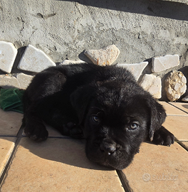 Cuccioli di cane Corso