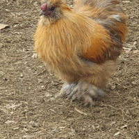 Gallo di moroseta fulva con barba
